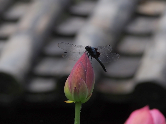 吉野飯貝の本善寺の蓮ととんぼ_d0042474_00193040.jpg