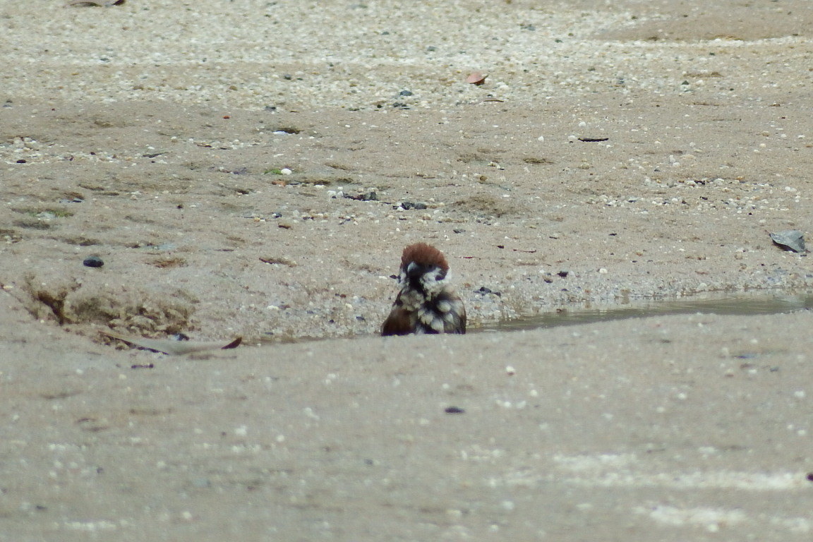 ★先週末の鳥類園(2015.7.4~5)_e0046474_21324180.jpg