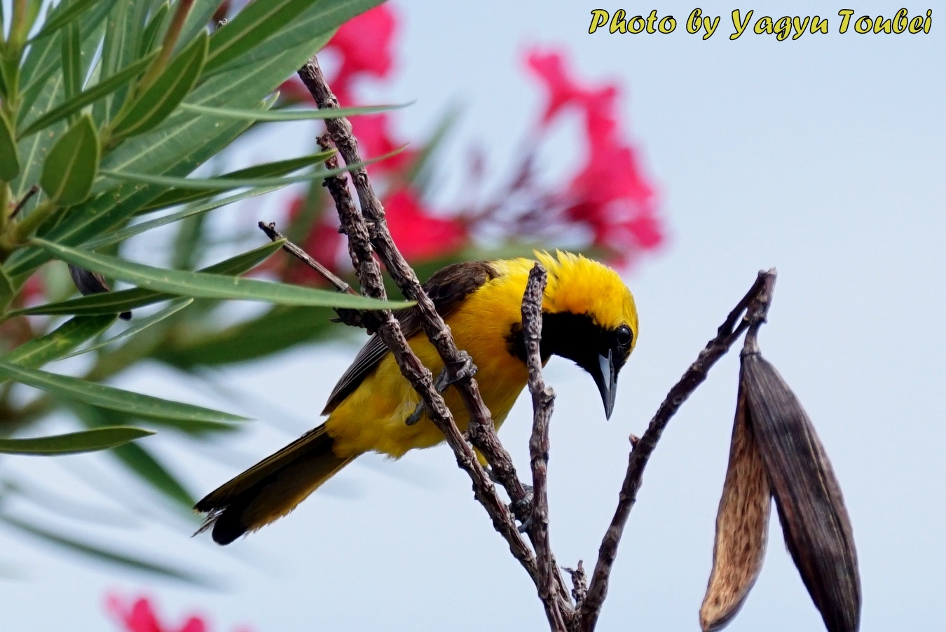 毎日訪れる Hooded　Oriole　（フーディド　オリオール）_b0132475_11194017.jpg