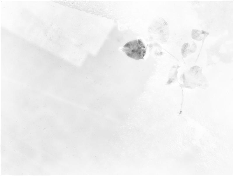 梅雨の晴れ間に_a0161380_10563170.jpg
