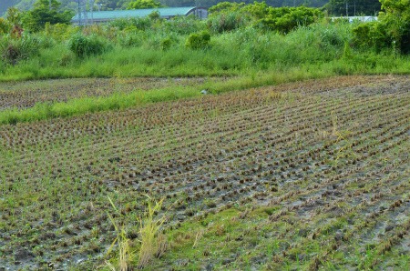 諸鈍の田んぼ_e0028387_19522680.jpg