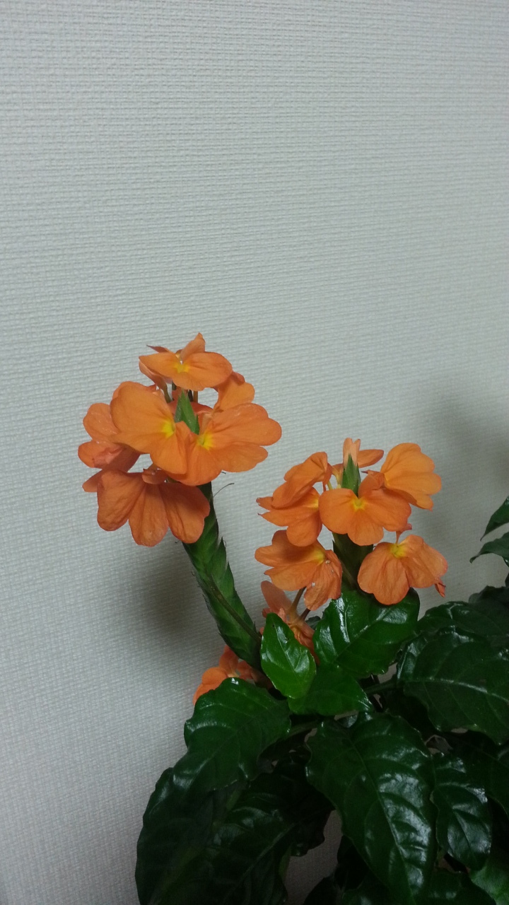 クロサンドラ Overrun クロサンドラ Overrun