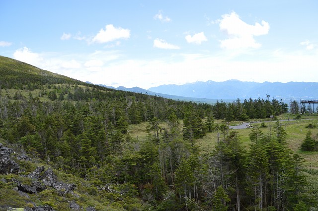 北八ヶ岳 坪庭、高山植物群_c0124100_23165544.jpg