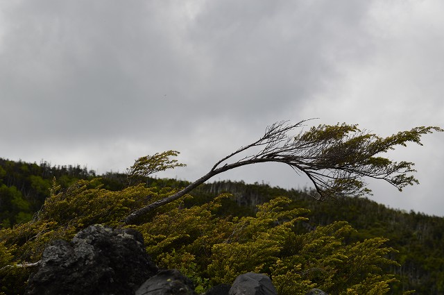 北八ヶ岳 坪庭、高山植物群_c0124100_23171317.jpg