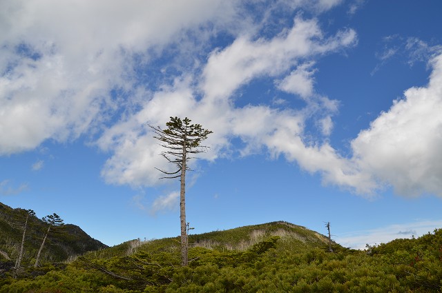 北八ヶ岳 坪庭、高山植物群_c0124100_23172758.jpg