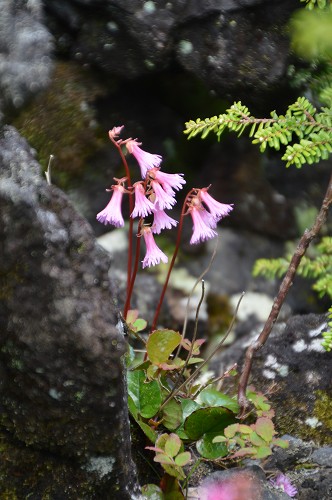 北八ヶ岳 坪庭、高山植物群_c0124100_231817.jpg