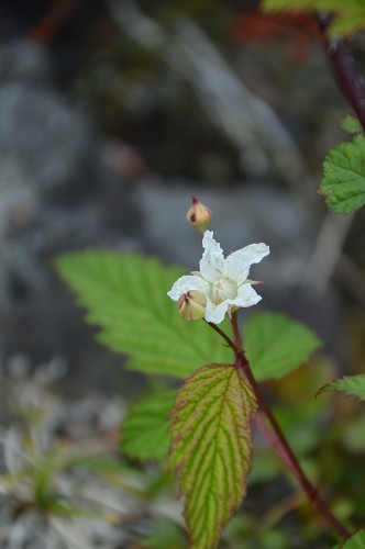 北八ヶ岳 坪庭、高山植物群_c0124100_23352432.jpg