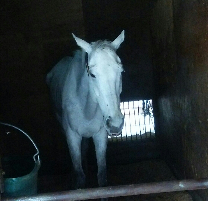 I love horse. 馬の変顔も可愛いっ♪_c0212604_20191882.jpg