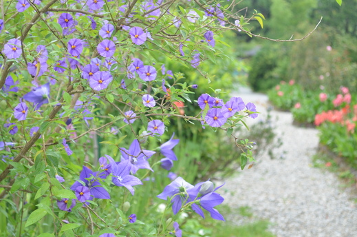 花の庭の様子_e0135518_1626573.jpg