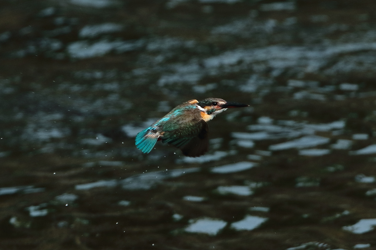 ７月８日　（水）　雨_e0146518_1481461.jpg