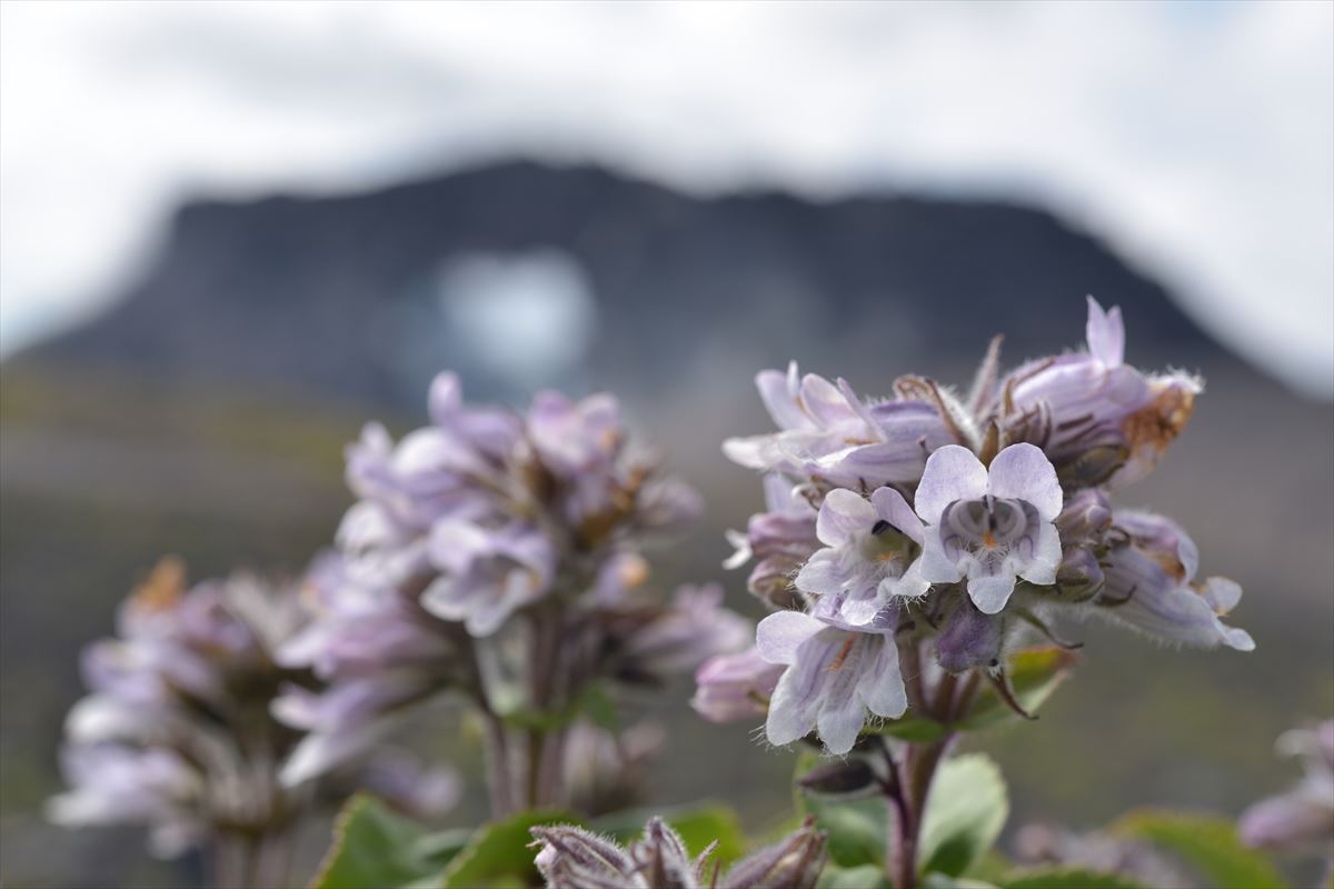 樽前山　～　お花畑で聞いたこと　2015.7.8_a0145819_21452684.jpg