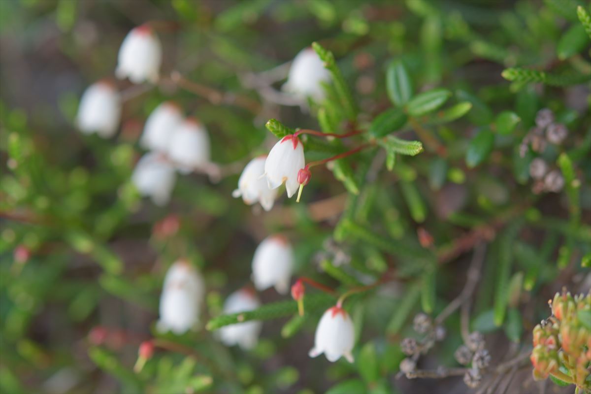 樽前山　～　お花畑で聞いたこと　2015.7.8_a0145819_23264197.jpg