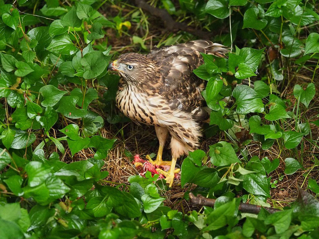 オオタカ幼鳥の食事風景_a0031821_16115486.jpg