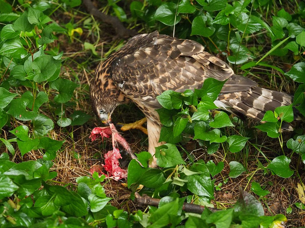 オオタカ幼鳥の食事風景_a0031821_1617426.jpg