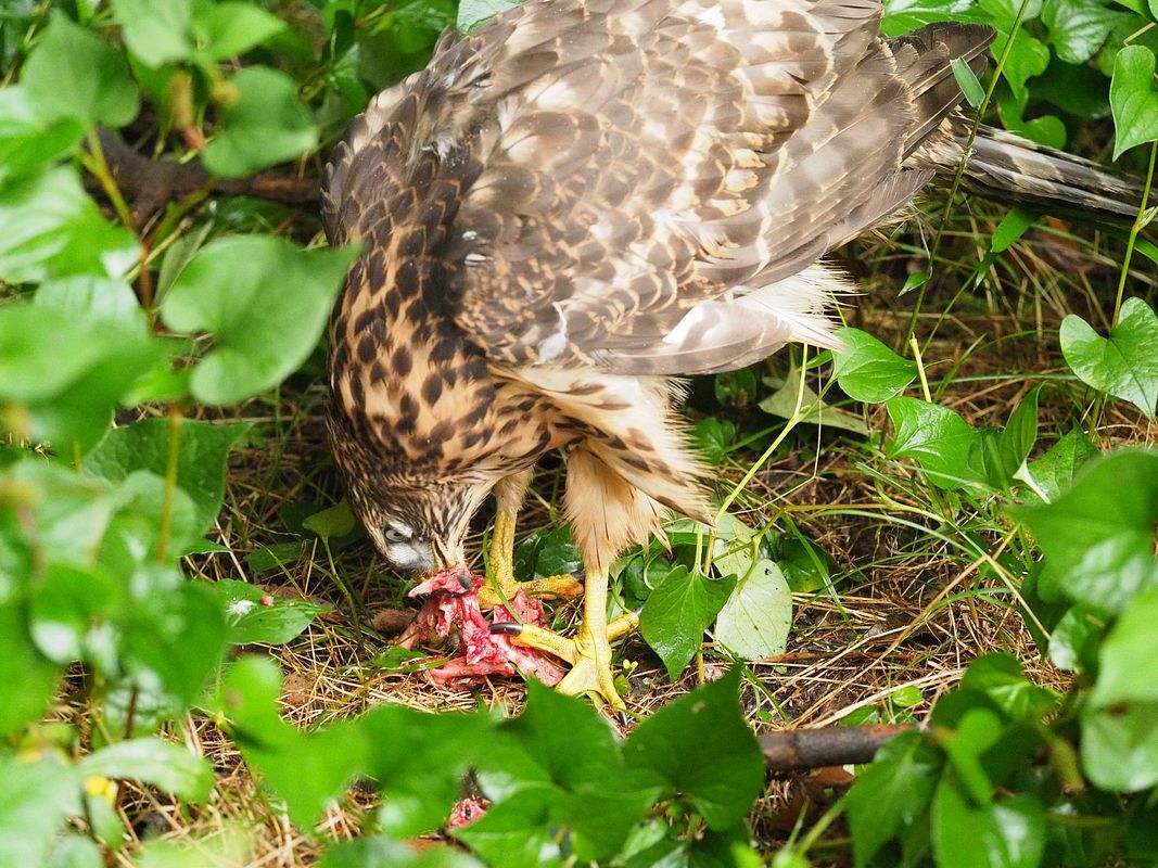 オオタカ幼鳥の食事風景_a0031821_16175030.jpg