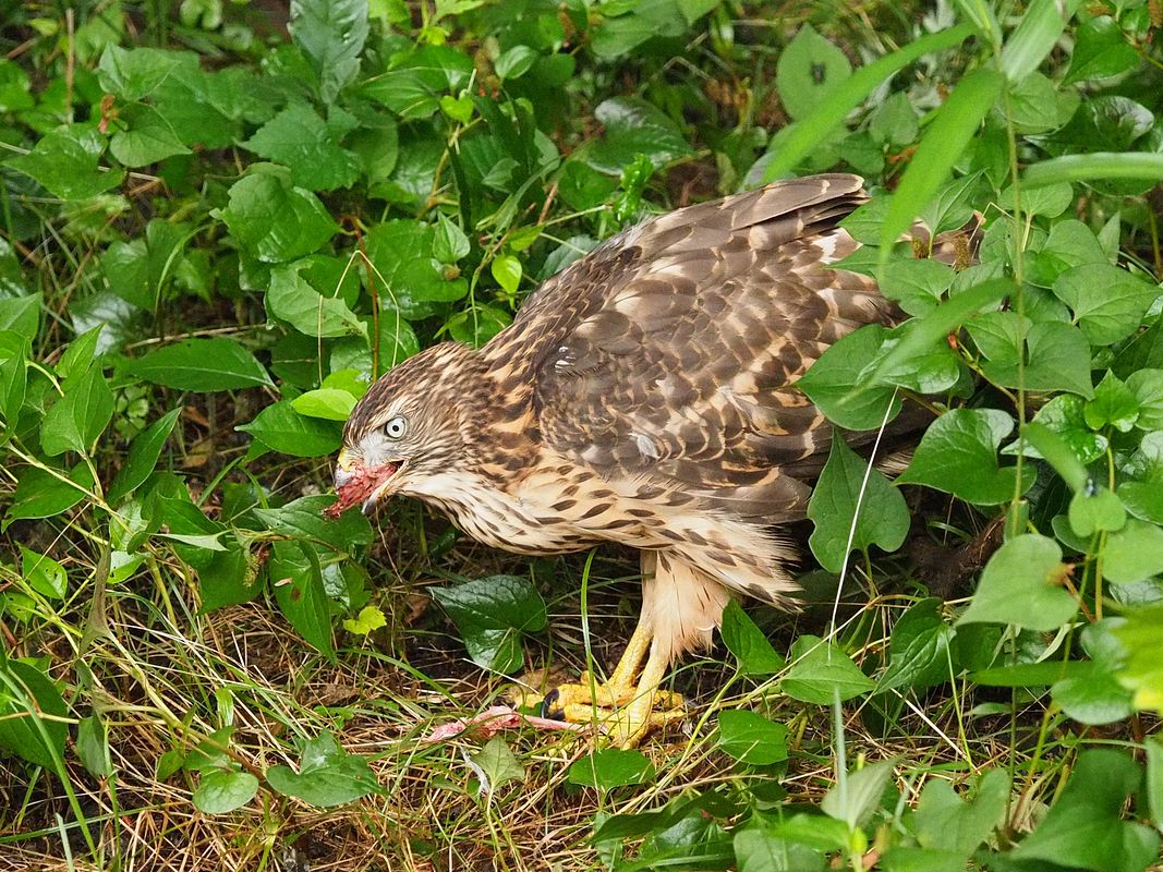 オオタカ幼鳥の食事風景_a0031821_16182887.jpg
