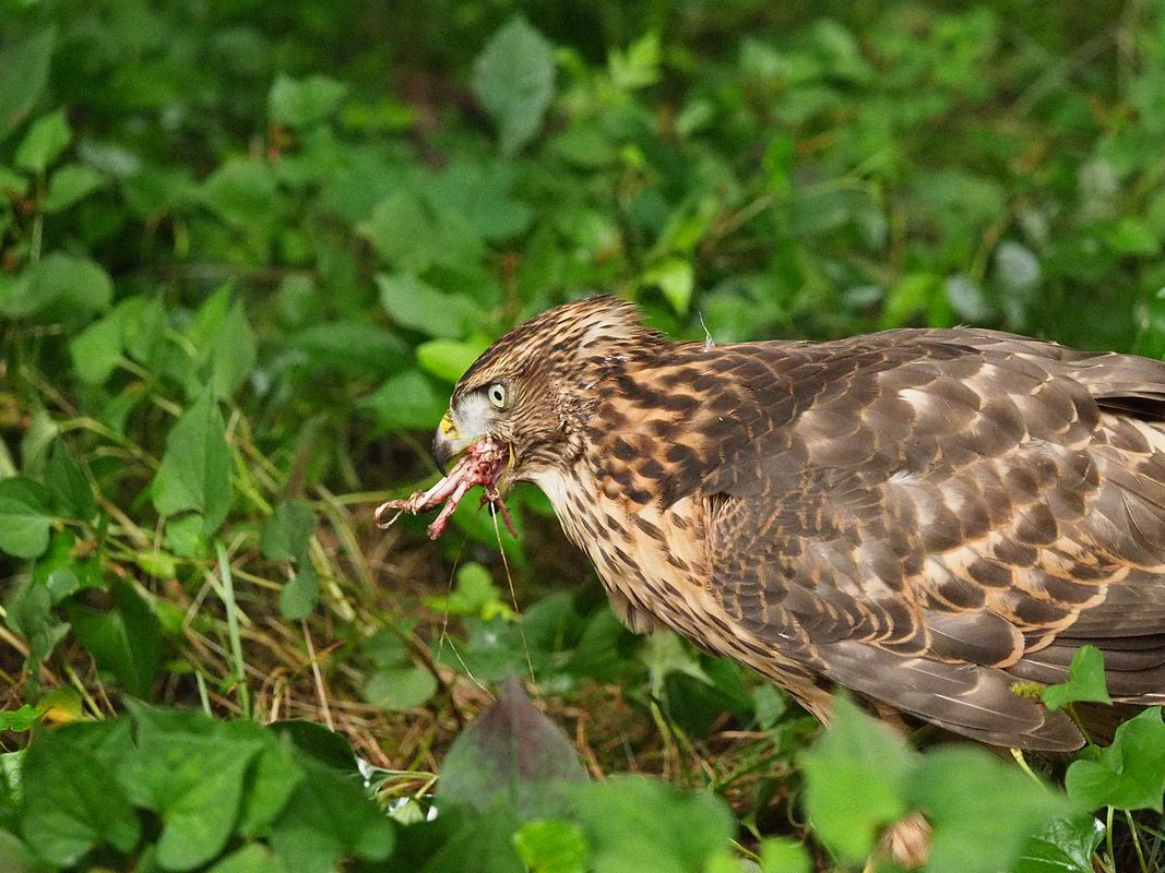 オオタカ幼鳥の食事風景_a0031821_16193517.jpg