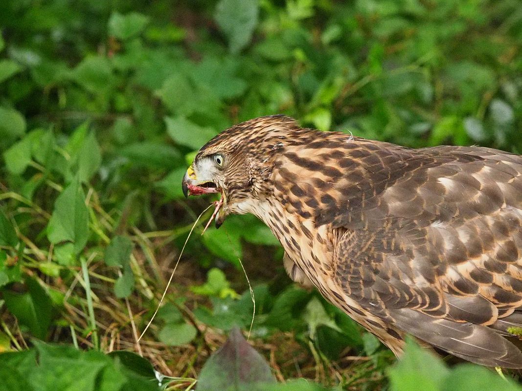オオタカ幼鳥の食事風景_a0031821_16213833.jpg