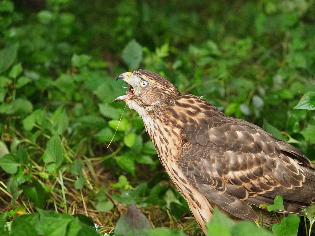 オオタカ幼鳥の食事風景_a0031821_16221390.jpg