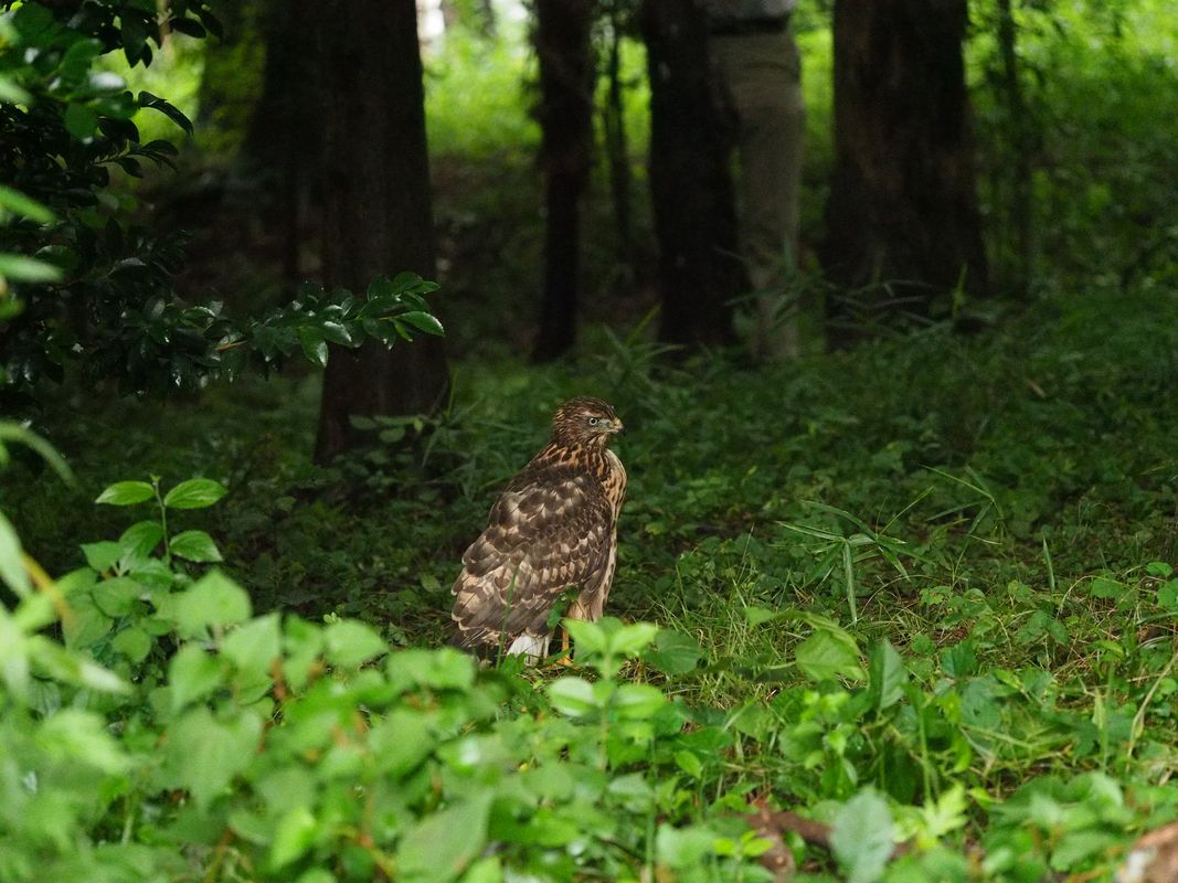 オオタカ幼鳥の食事風景_a0031821_16224694.jpg