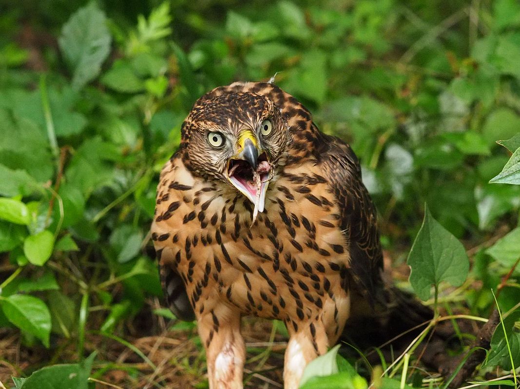 オオタカ幼鳥の食事風景_a0031821_16232037.jpg