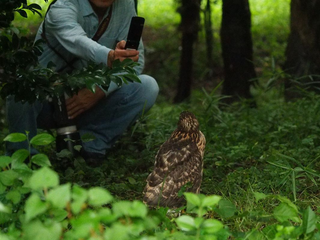 オオタカ幼鳥の食事風景_a0031821_1625646.jpg