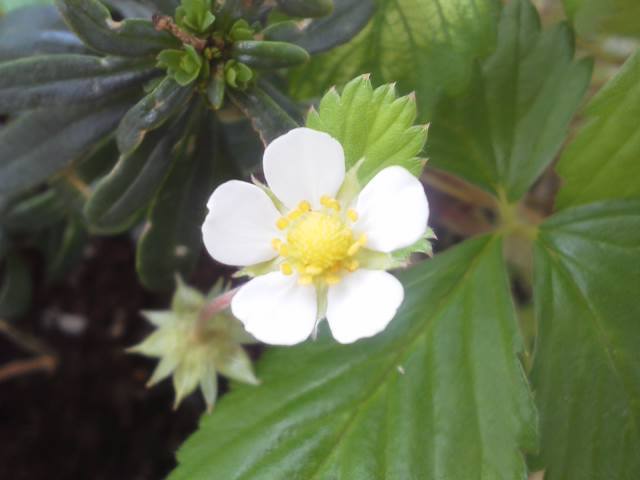 ●梅雨の最中でも、我が家の植物観察_a0268821_22363074.jpg