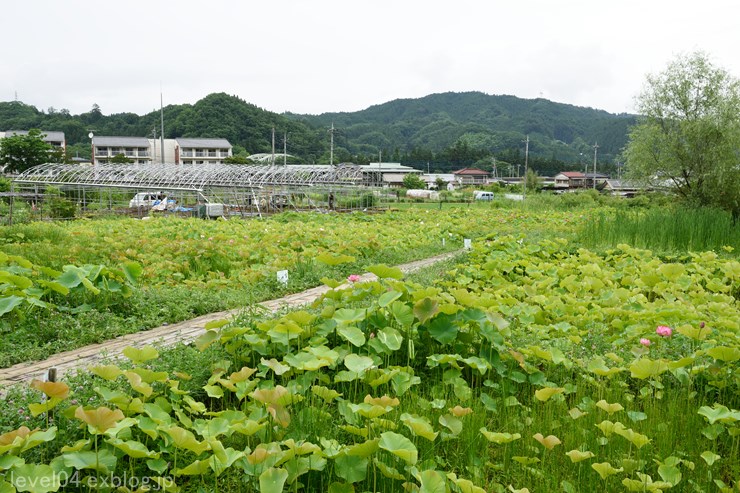 秩父 荒川日野 花ハス園 Photograph2 秩父 荒川日野 花ハス園 Photograph2