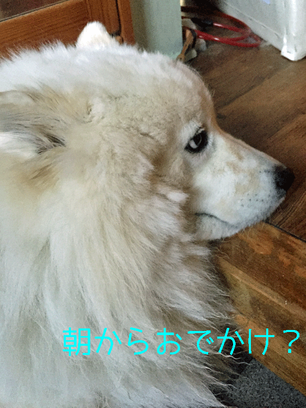 b0146024_20524322.gif