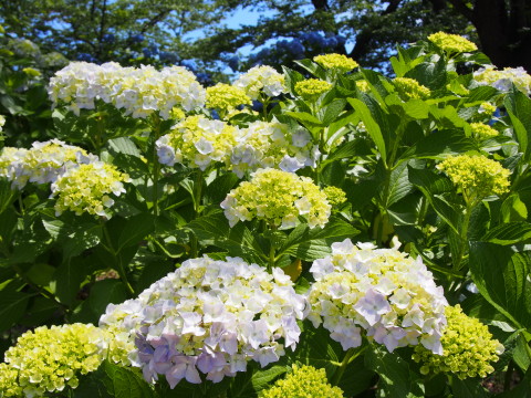 b0147224_054659.jpg