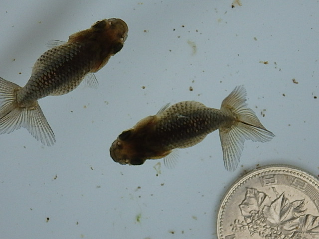 f0334143_9162957.jpg