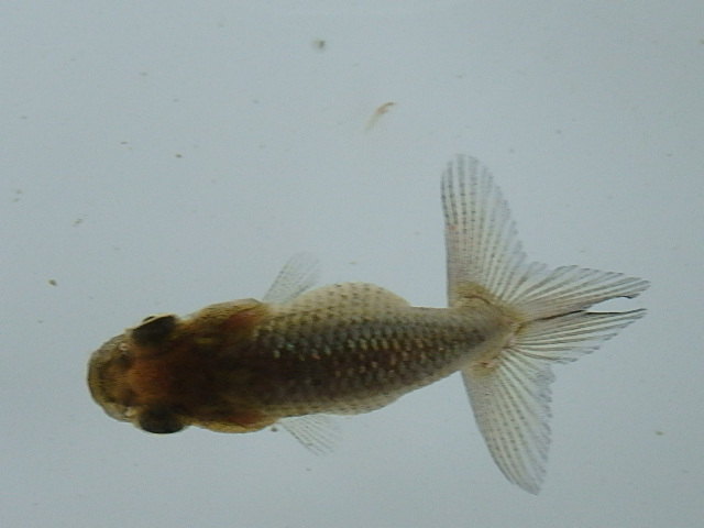 f0334143_9175263.jpg