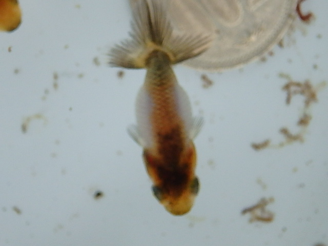 f0334143_91759100.jpg