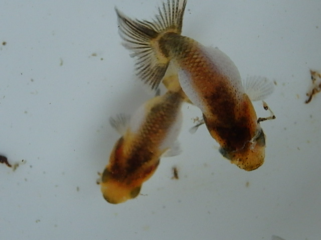 f0334143_9181125.jpg
