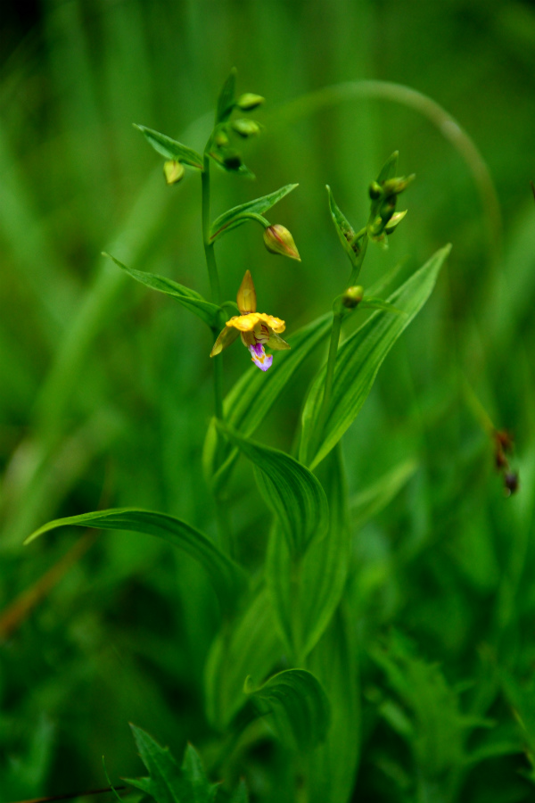 カキラン_d0008257_63812.jpg