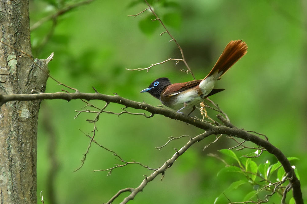 サンコウチョウ 雌さんも怒!_f0053272_2241550.jpg