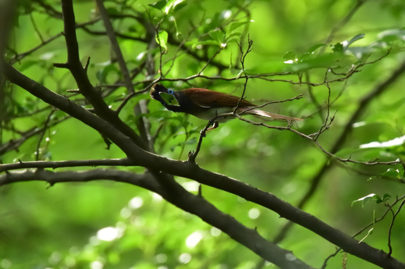サンコウチョウ 雌さんも怒!_f0053272_2254480.jpg