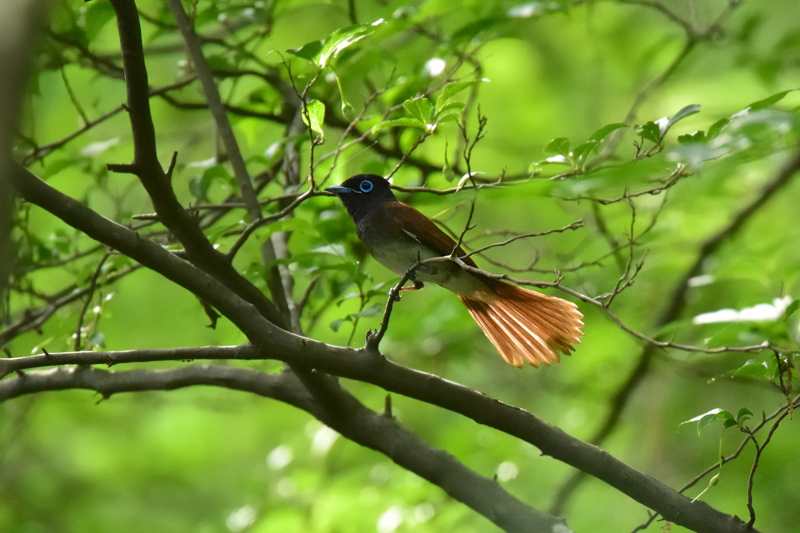 サンコウチョウ 雌さんも怒!_f0053272_225955.jpg