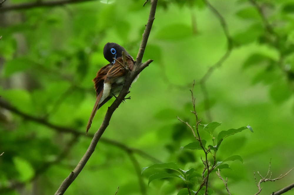 サンコウチョウ 雌さんも怒!_f0053272_2262100.jpg