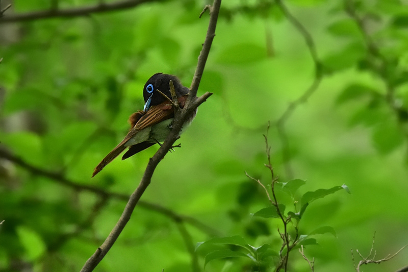 サンコウチョウ 雌さんも怒!_f0053272_2264910.jpg