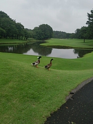 大利根カントリークラブ_b0147481_14535035.jpg