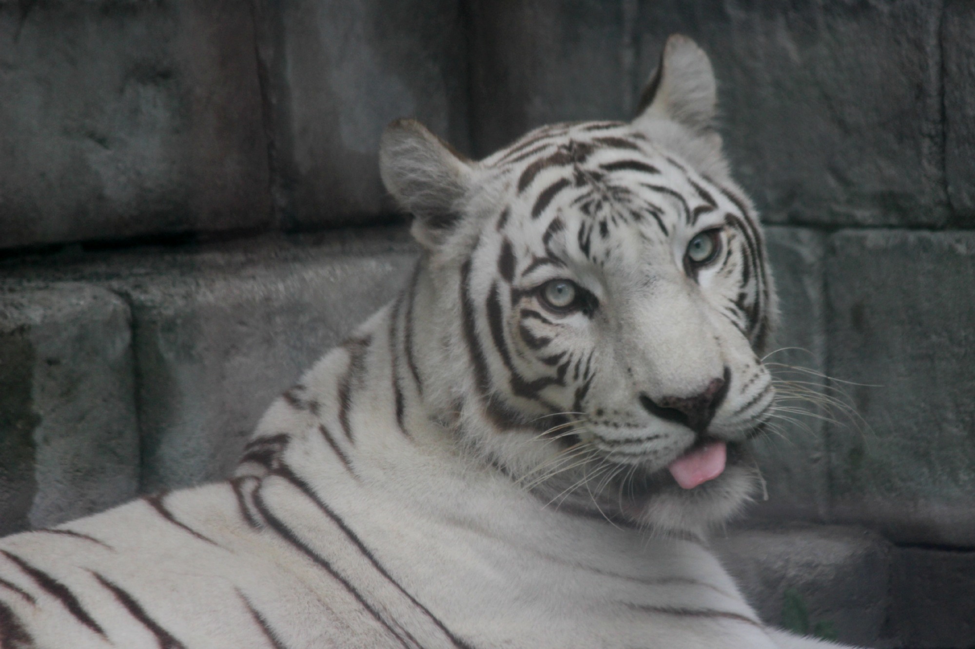 ホワイトタイガーの親子@東武動物公園 : Buono Buono！ ホワイトタイガーの親子, image size:2000x1333