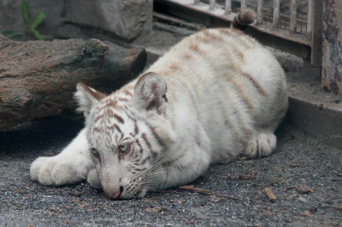 ホワイトタイガーの親子@東武動物公園_a0127090_2223227.jpg