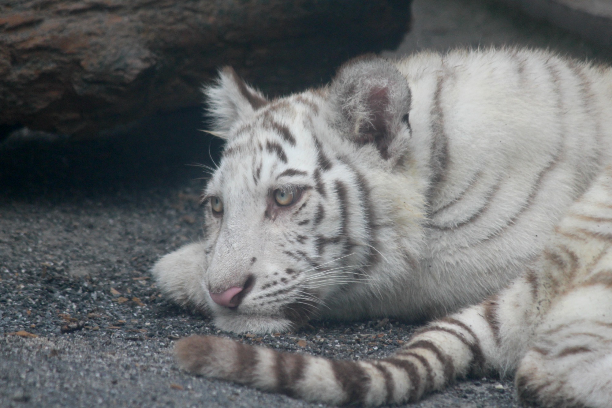 ホワイトタイガーの親子@東武動物公園_a0127090_2262260.jpg