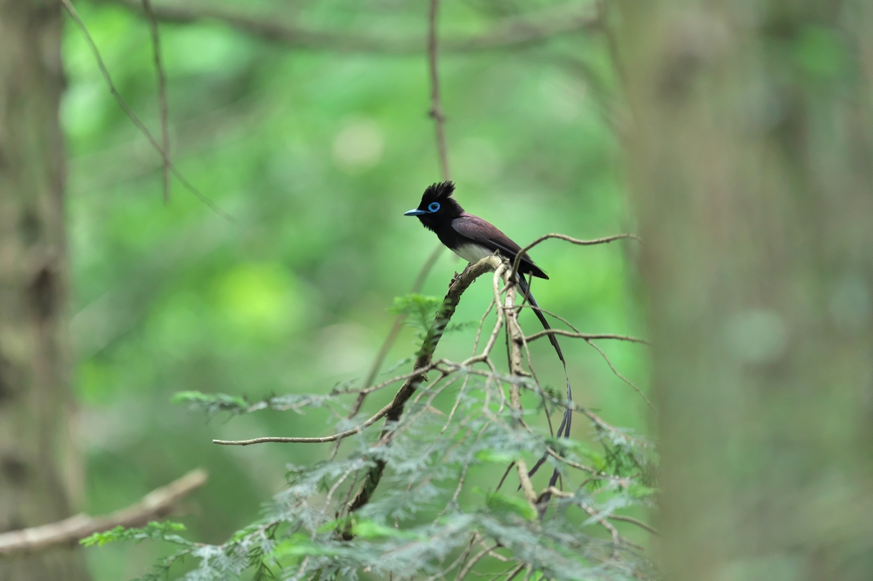 サンコウチョウ　２０１５　その６_e0261593_195314.jpg