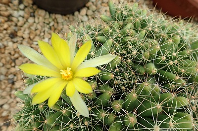小温室の金鯱サボテンの種 手柄山温室植物園ブログ 山の上から花だより 小温室の金鯱サボテンの種 手柄山温室植物園ブログ 山の上から花だより