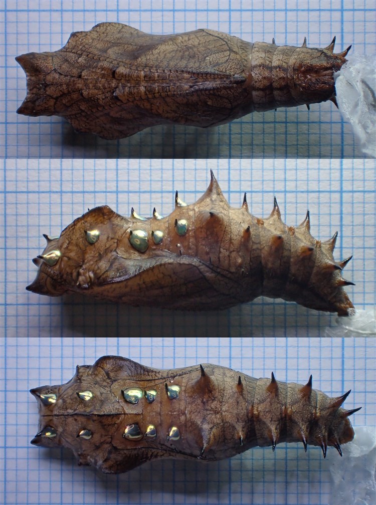 ツマグロヒョウモンの蛹 おらんくの自然満喫 ツマグロヒョウモンの蛹 おらんくの自然満喫
