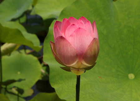 天龍寺放生池 ハス満開_e0048413_20105853.jpg