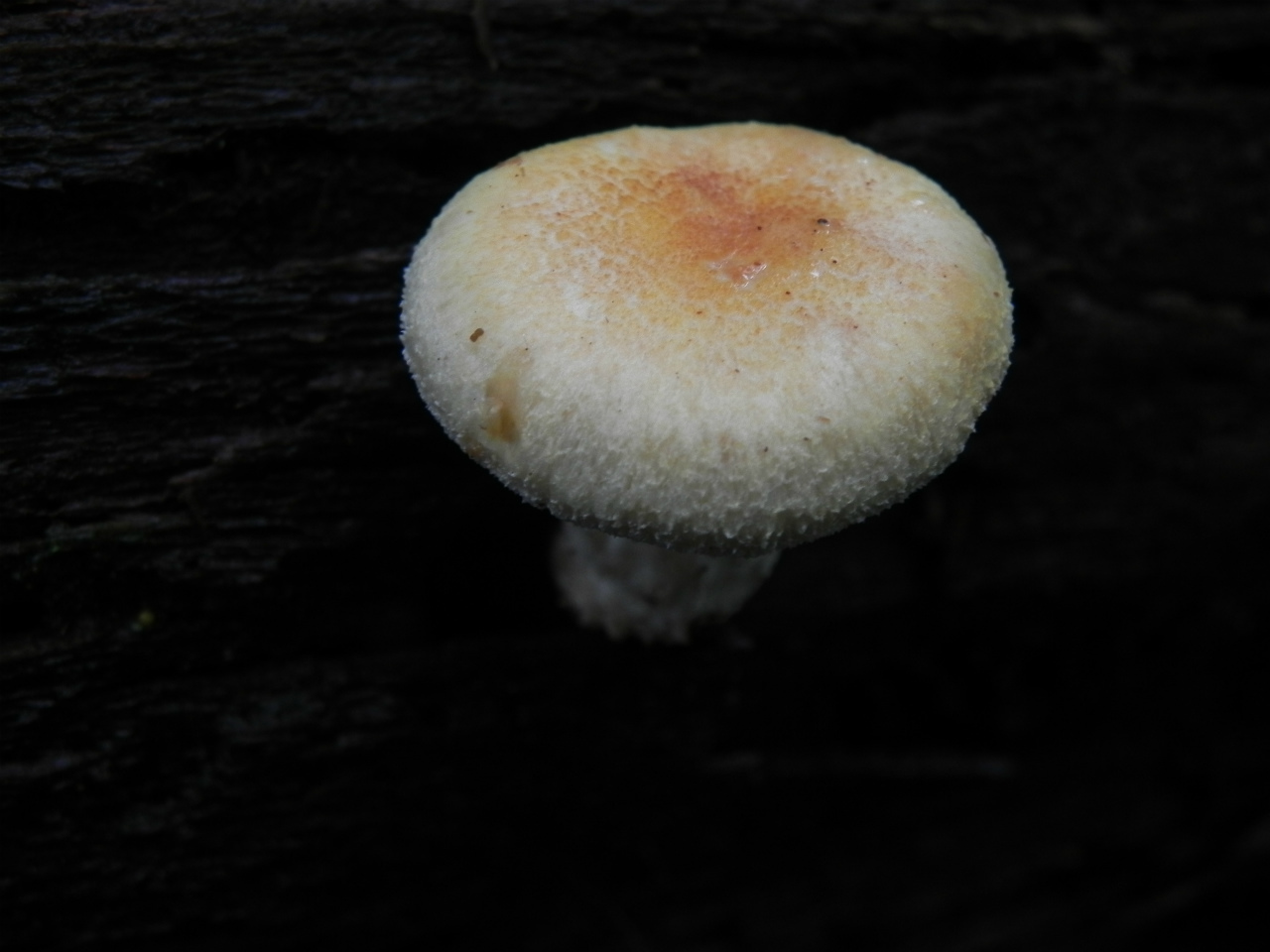 e0352220_23393693.jpg