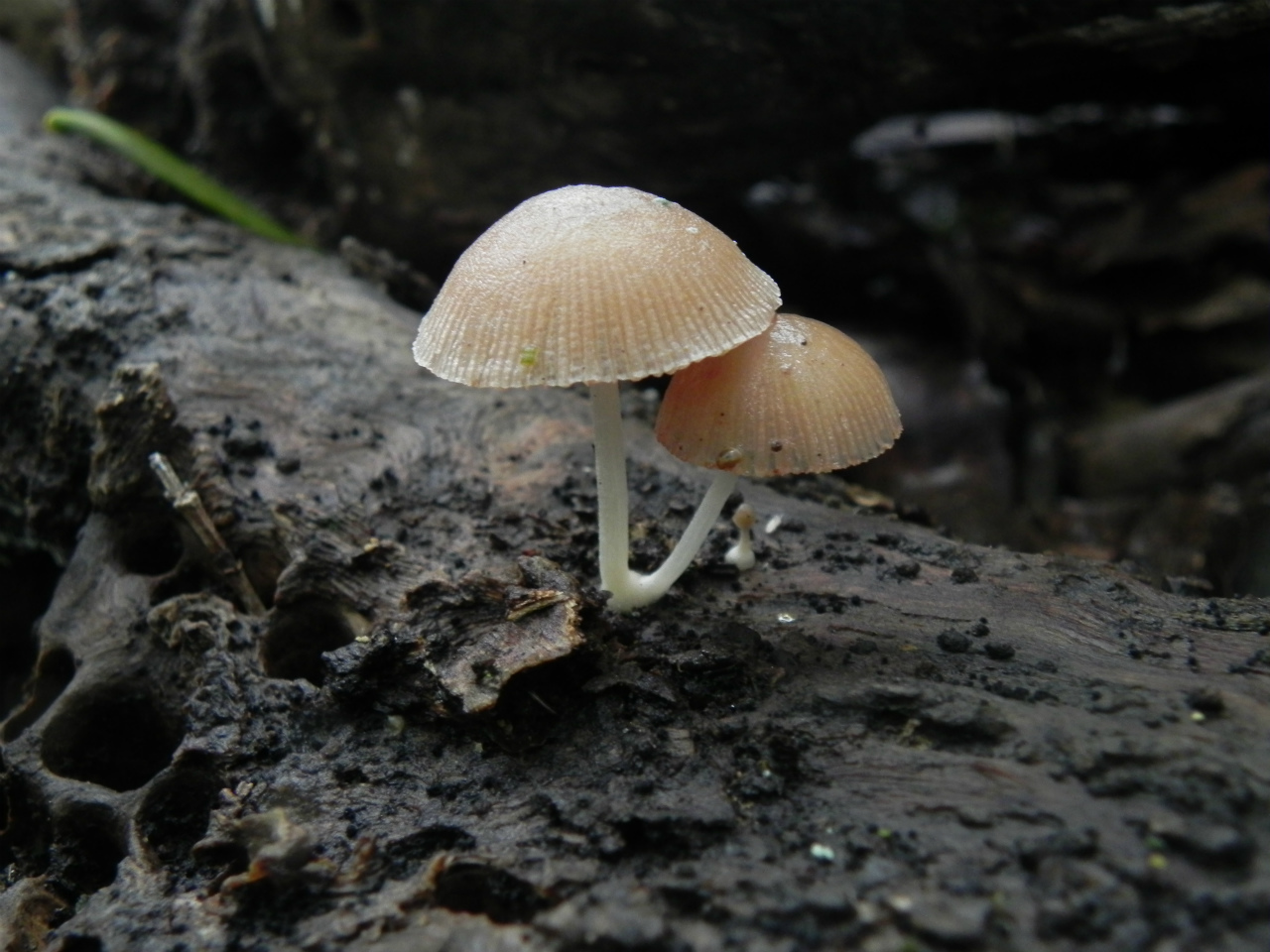 e0352220_23450853.jpg